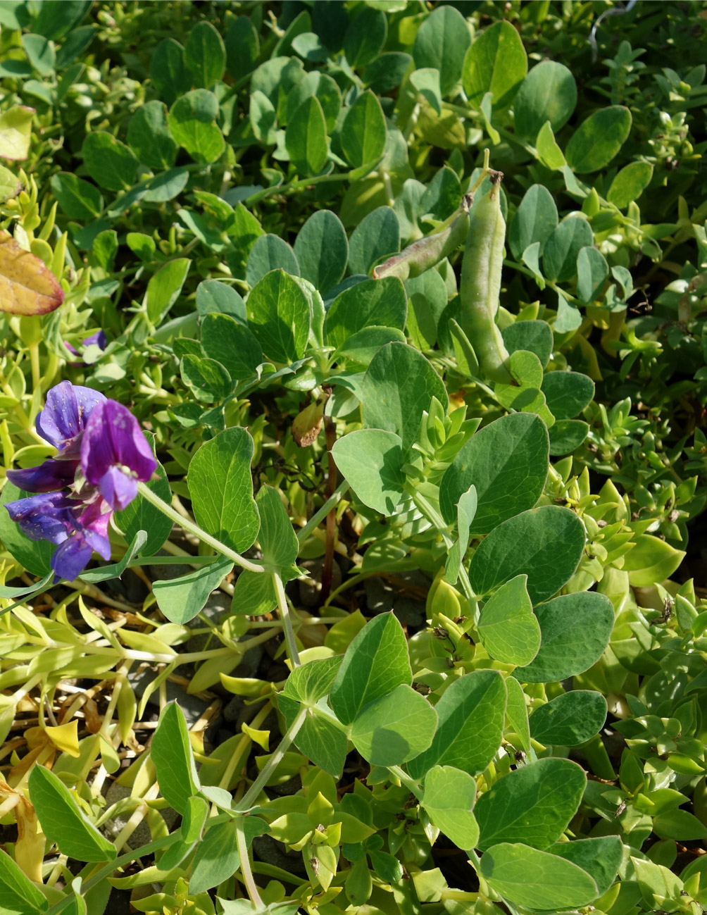 Изображение особи Lathyrus japonicus.