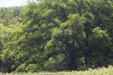 Ulmus japonica