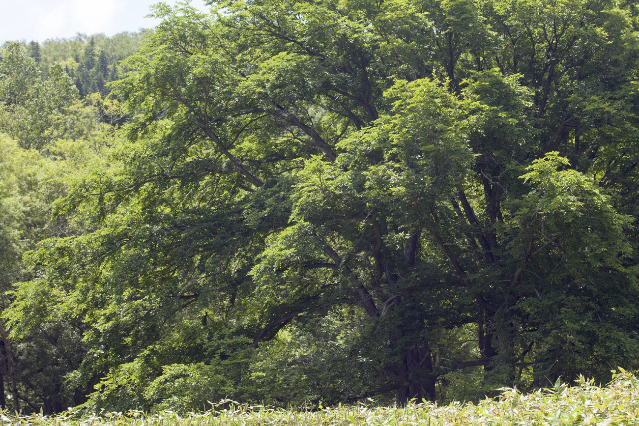 Image of Ulmus japonica specimen.