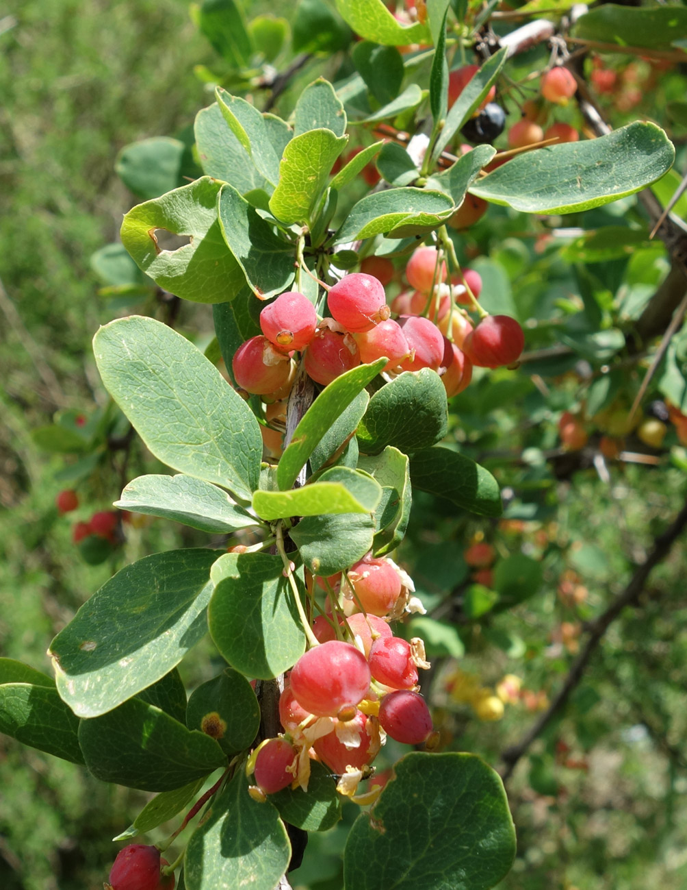 Image of Berberis sphaerocarpa specimen.