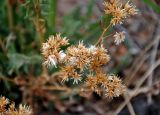 Saussurea salsa. Сухие прошлогодние соплодия. Алтай, Кош-Агачский р-н, долина р. Кызыл-Чин, ≈ 1700 м н.у.м., горная полупустыня. 12.06.2019.