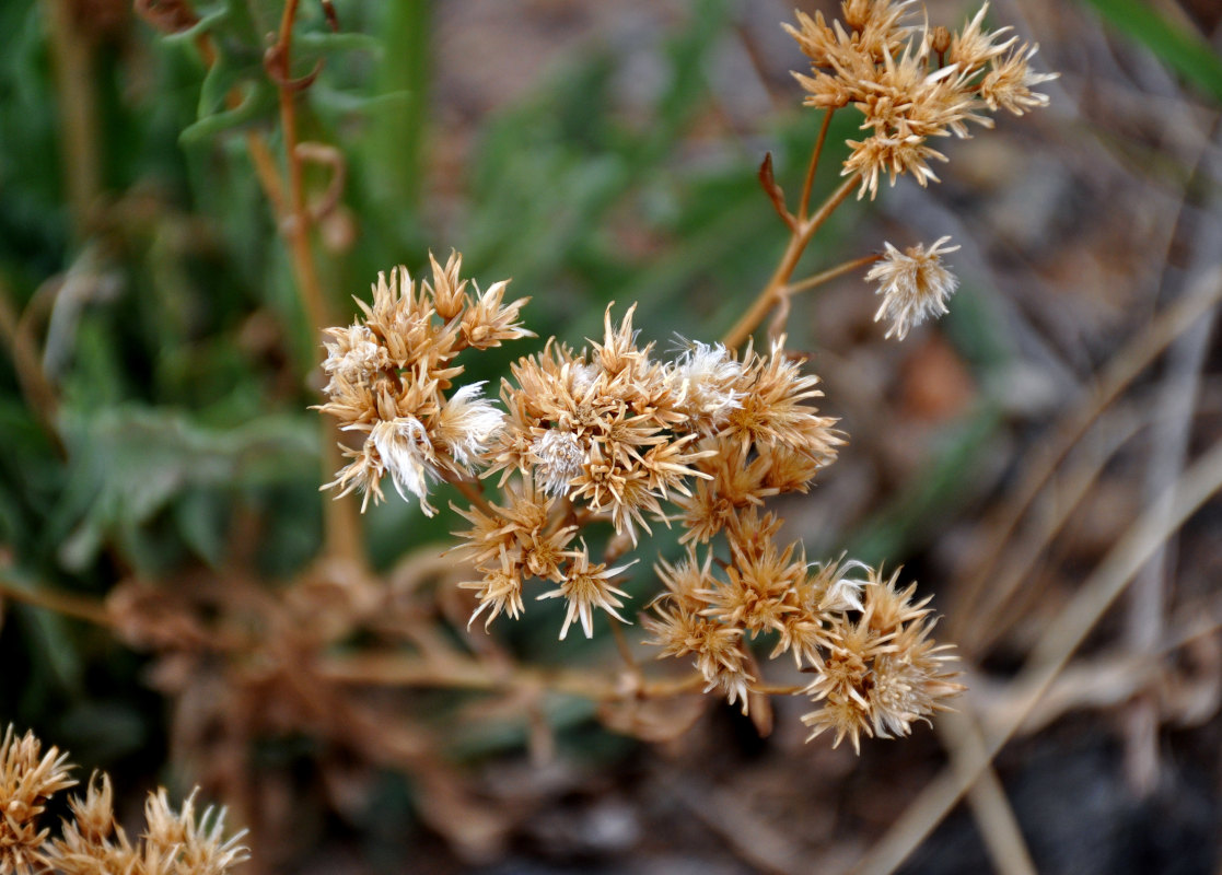 Image of Saussurea salsa specimen.