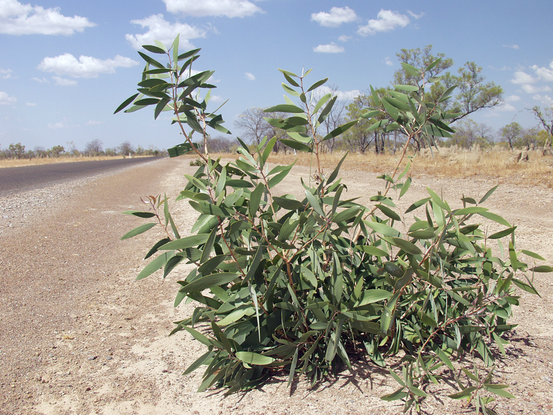 Image of genus Acacia specimen.