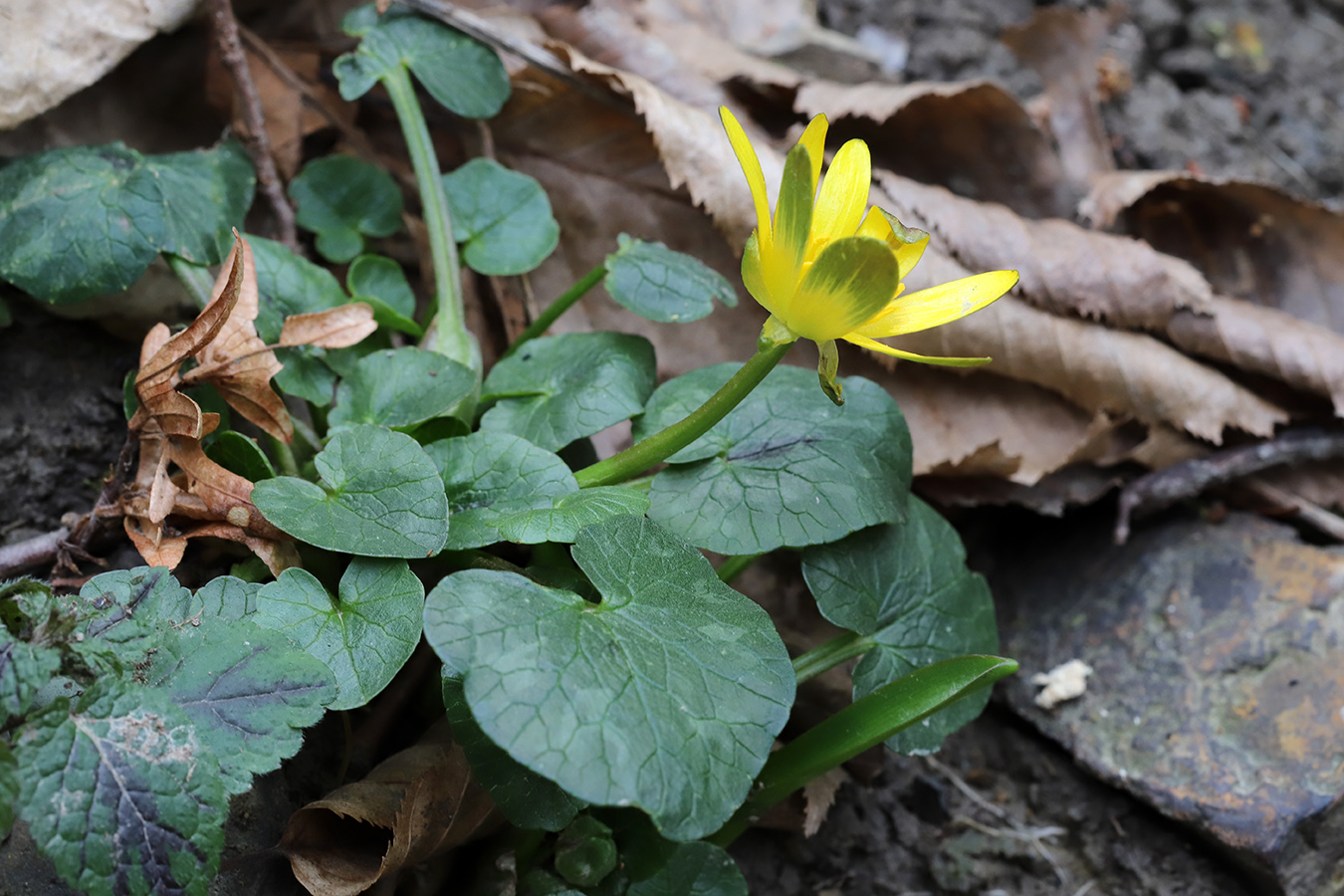 Изображение особи Ficaria calthifolia.