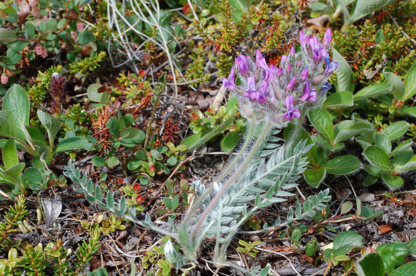 Изображение особи Oxytropis vassilczenkoi.