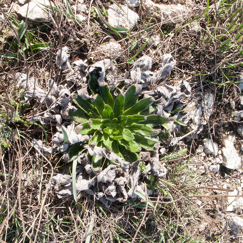 Изображение особи Echium vulgare.