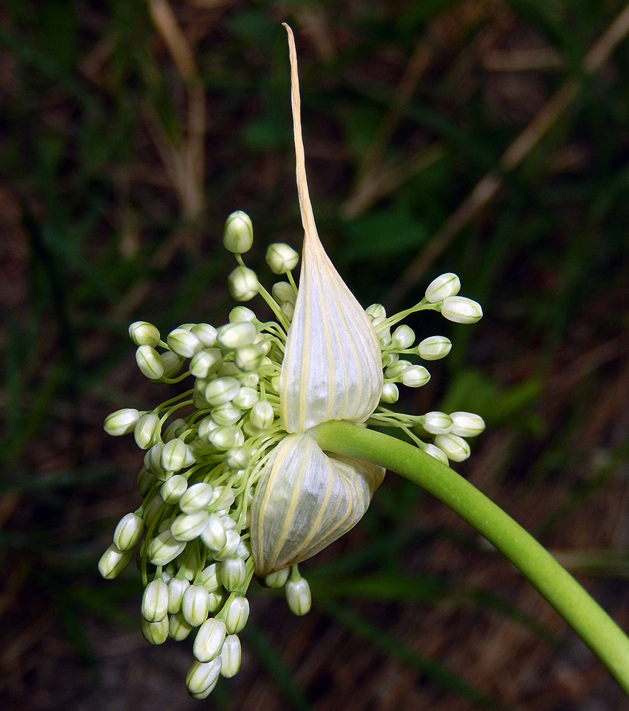 Image of Allium pallens ssp. coppoleri specimen.