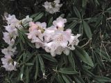 Rhododendron minus. Верхушки побегов с соцветиями. ФРГ, Нижняя Саксония, Ольденбург, ботанический сад Ольденбургского университета, в культуре. 7 апреля 2007 г.