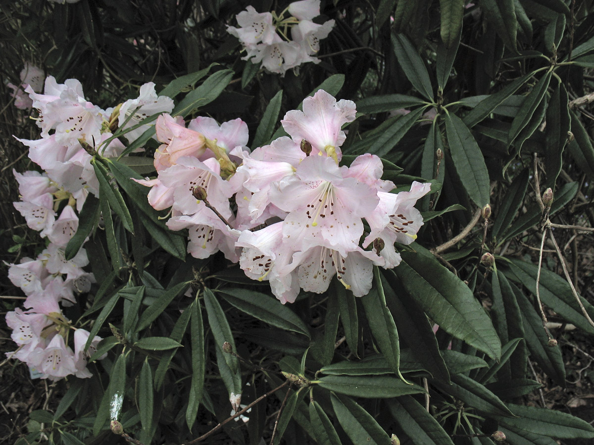 Image of Rhododendron minus specimen.