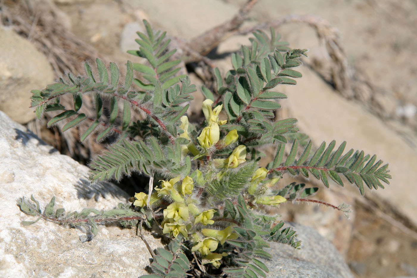 Изображение особи Astragalus utriger.