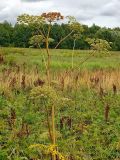 Angelica sylvestris