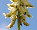 Astragalus uliginosus