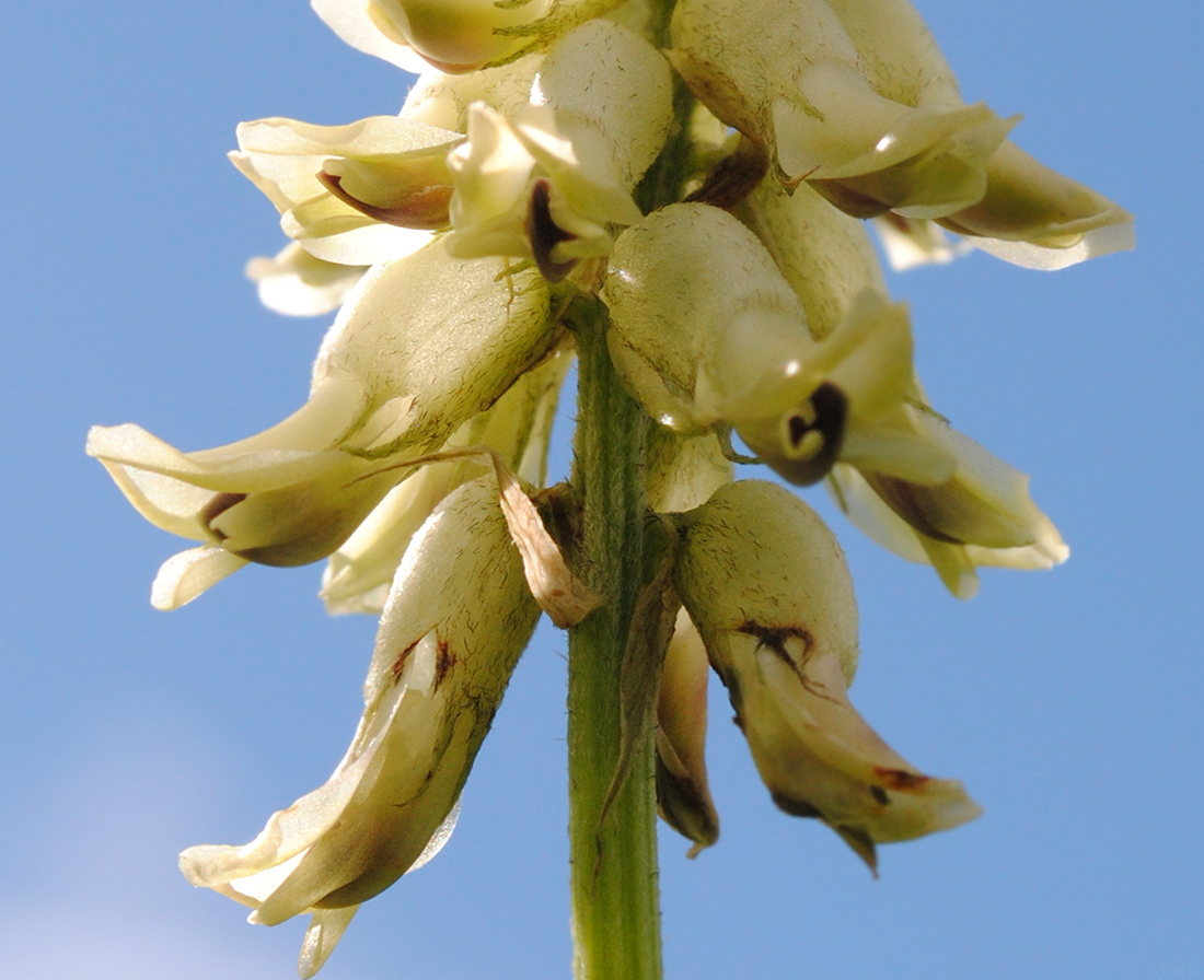 Изображение особи Astragalus uliginosus.