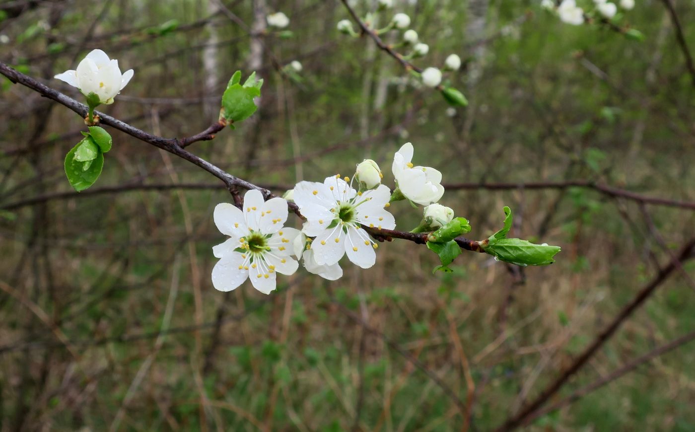 Изображение особи Prunus cerasifera.