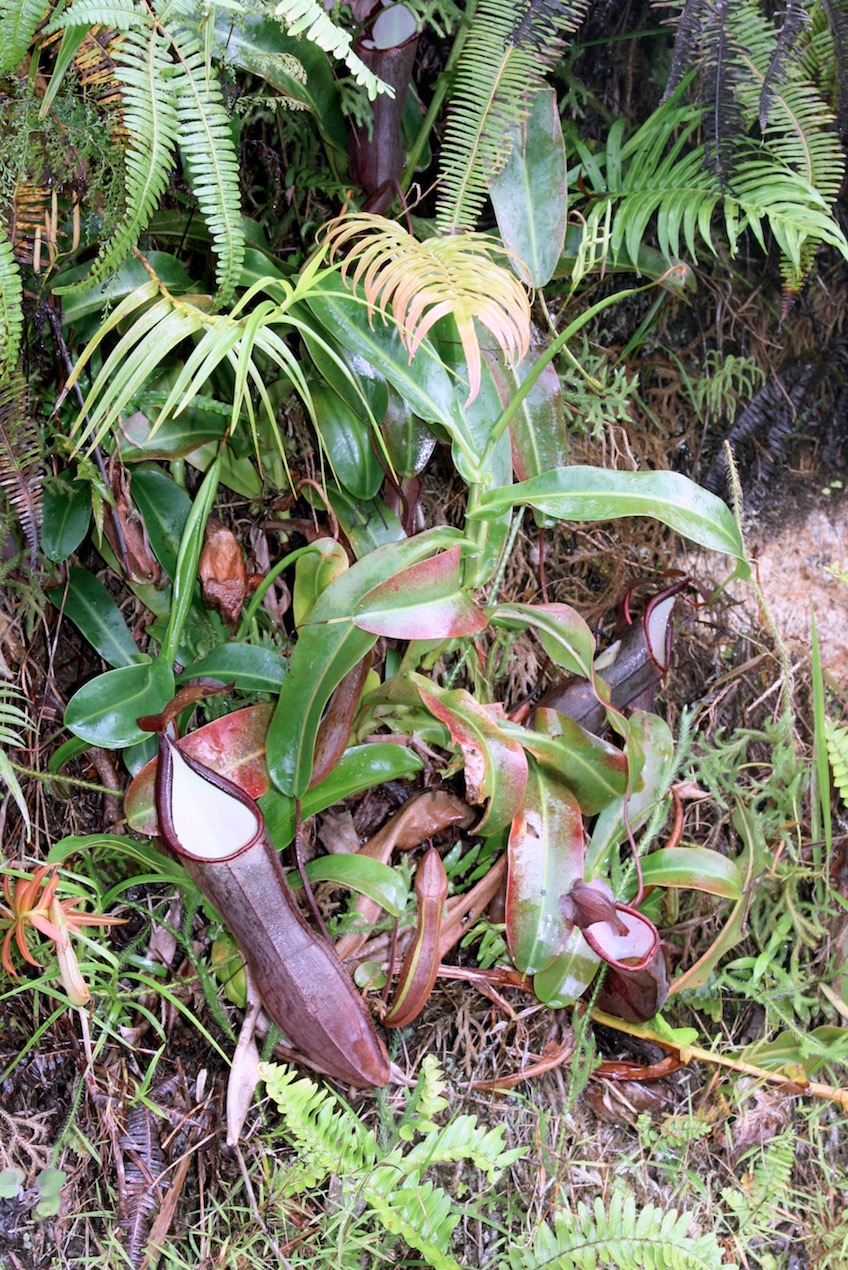 Изображение особи Nepenthes ramispina.