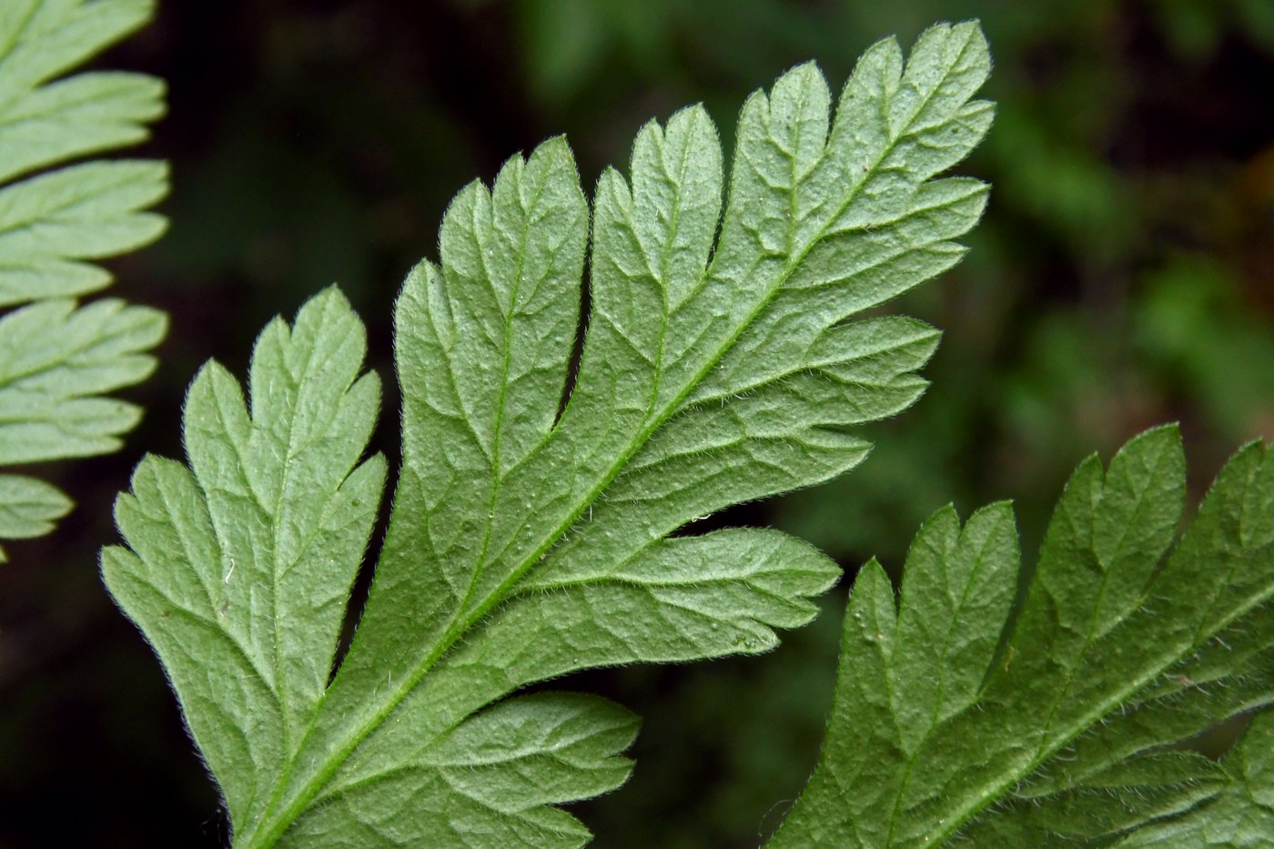 Изображение особи Chaerophyllum temulum.