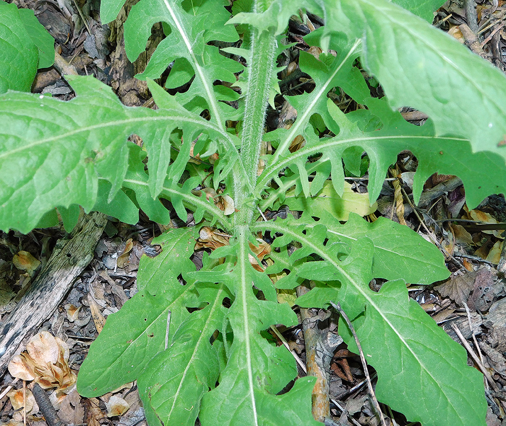 Image of Crepis pulchra specimen.