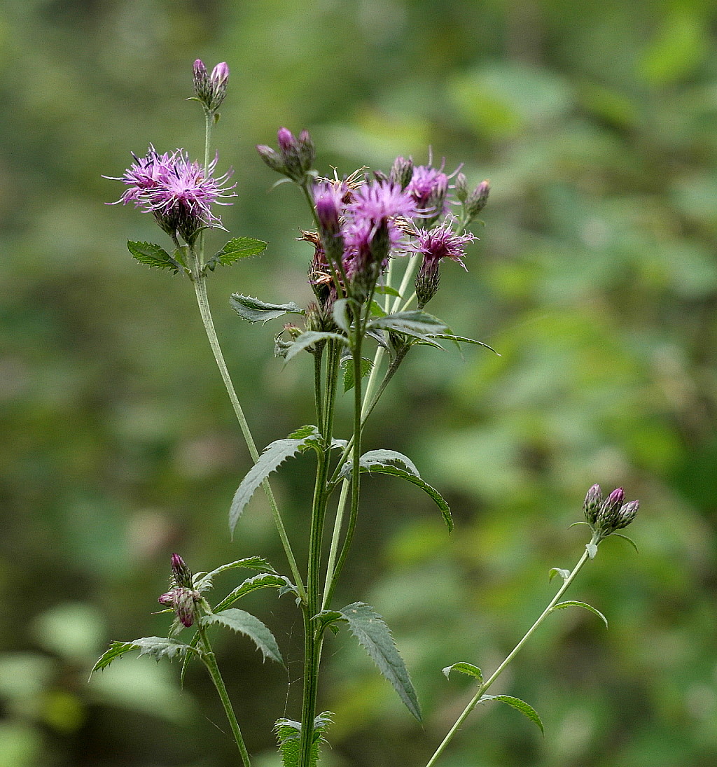 Image of Serratula tinctoria specimen.