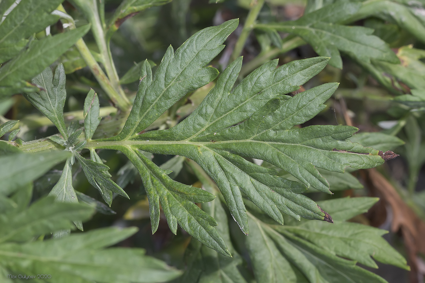 Изображение особи Artemisia vulgaris.