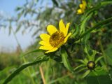 Bidens cernua разновидность radiata