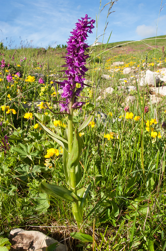 Изображение особи Dactylorhiza euxina.