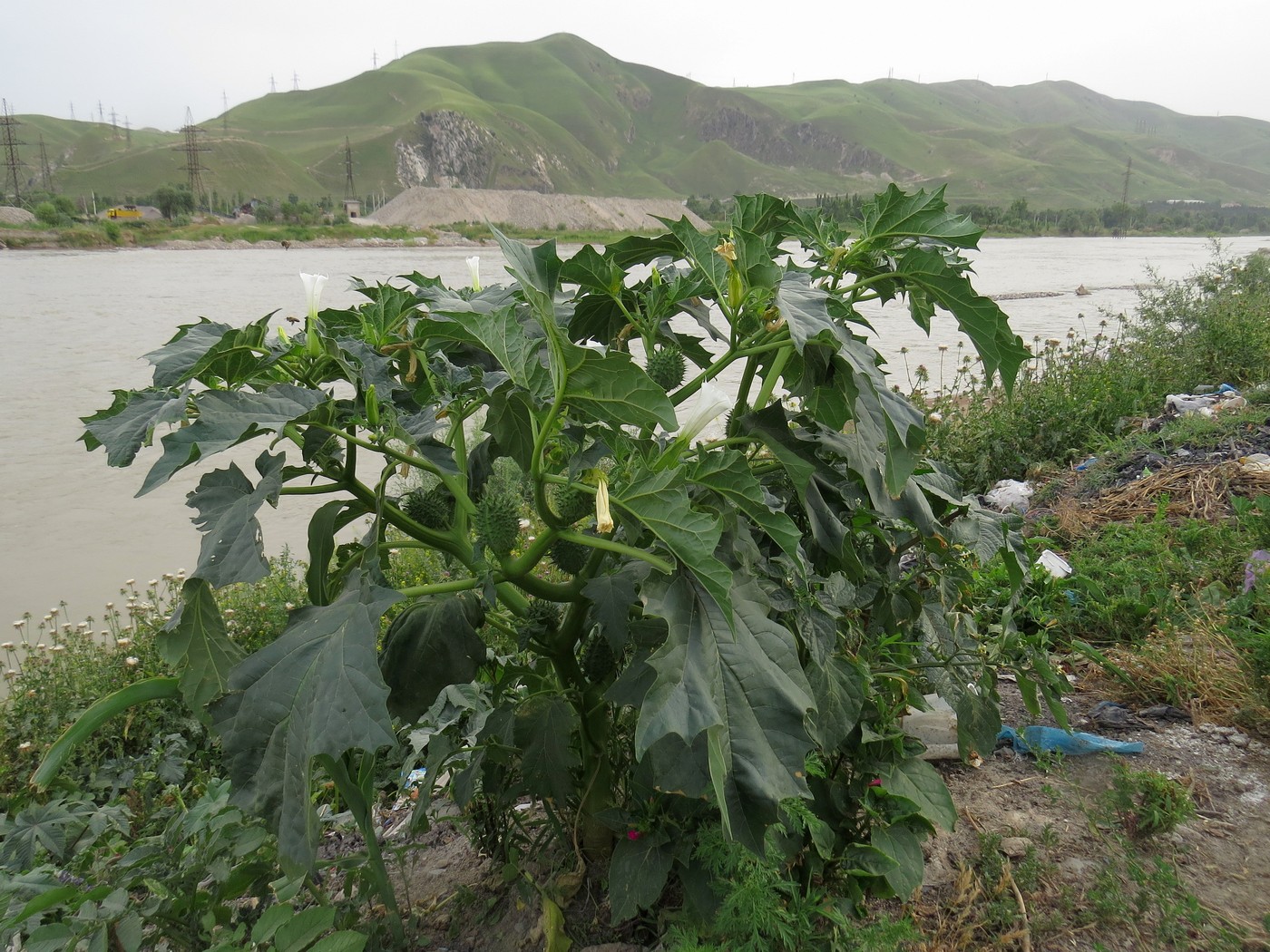 Изображение особи Datura stramonium.