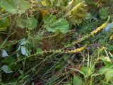 Agrimonia eupatoria