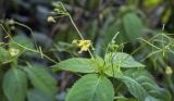 Impatiens parviflora