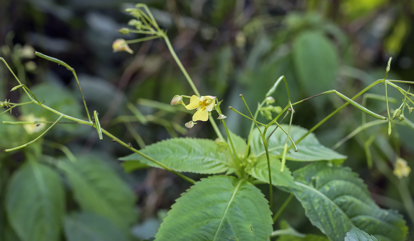 Изображение особи Impatiens parviflora.