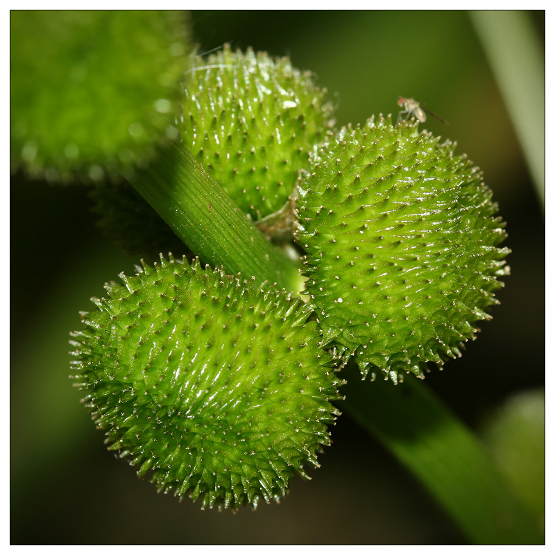 Изображение особи Sagittaria sagittifolia.