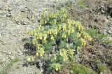 Onosma polyphylla. Цветущее растение. Крым, Карадагский заповедник, каменистый склон. 21 мая 2016 г.