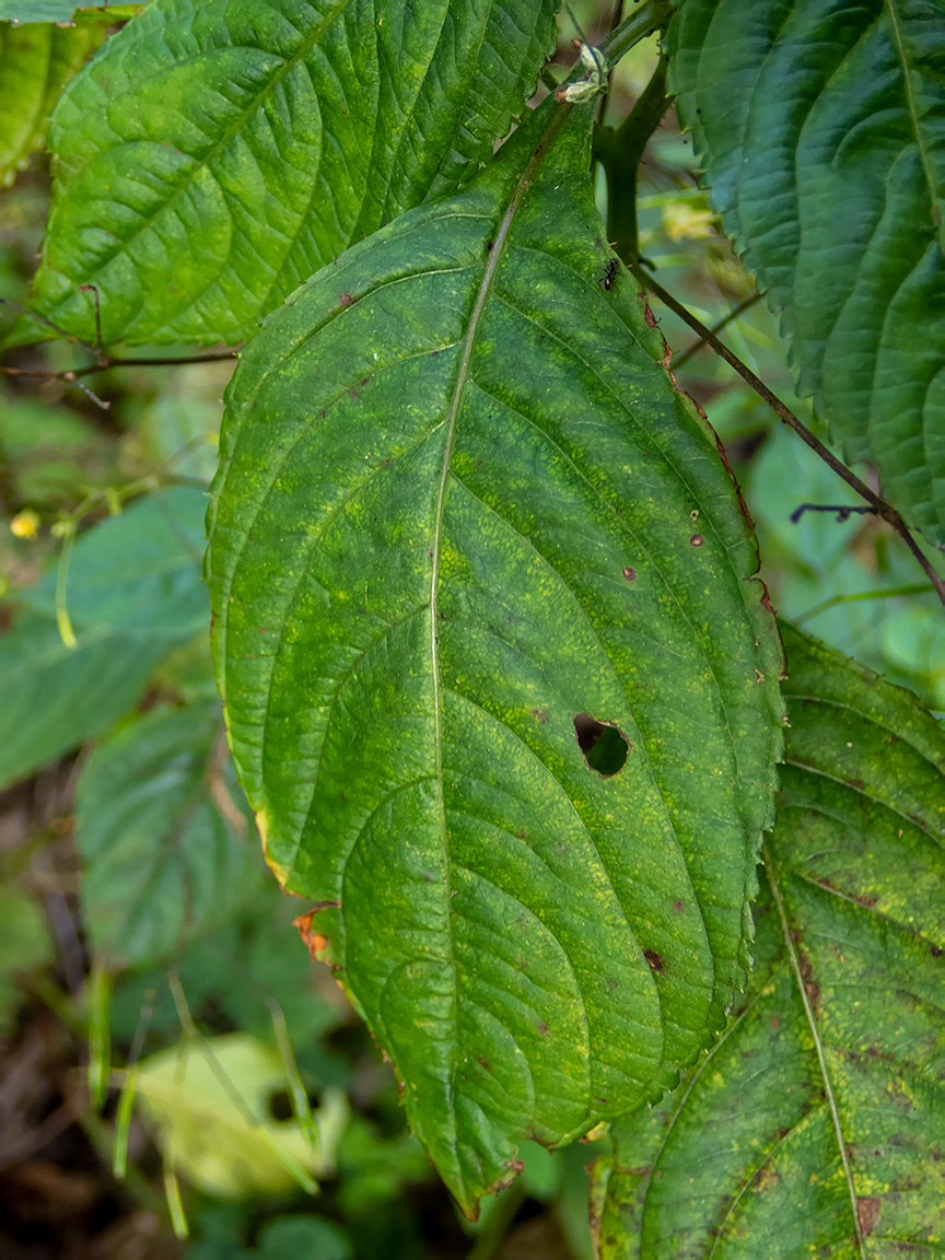 Image of Impatiens parviflora specimen.