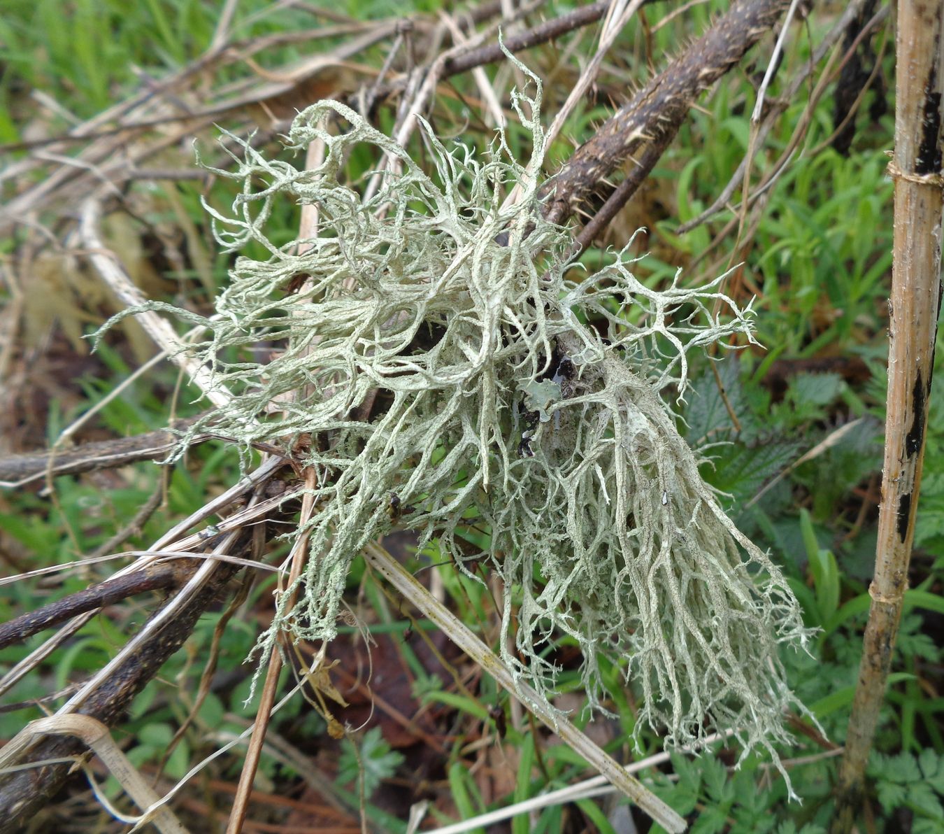 Image of ordo Lecanorales specimen.