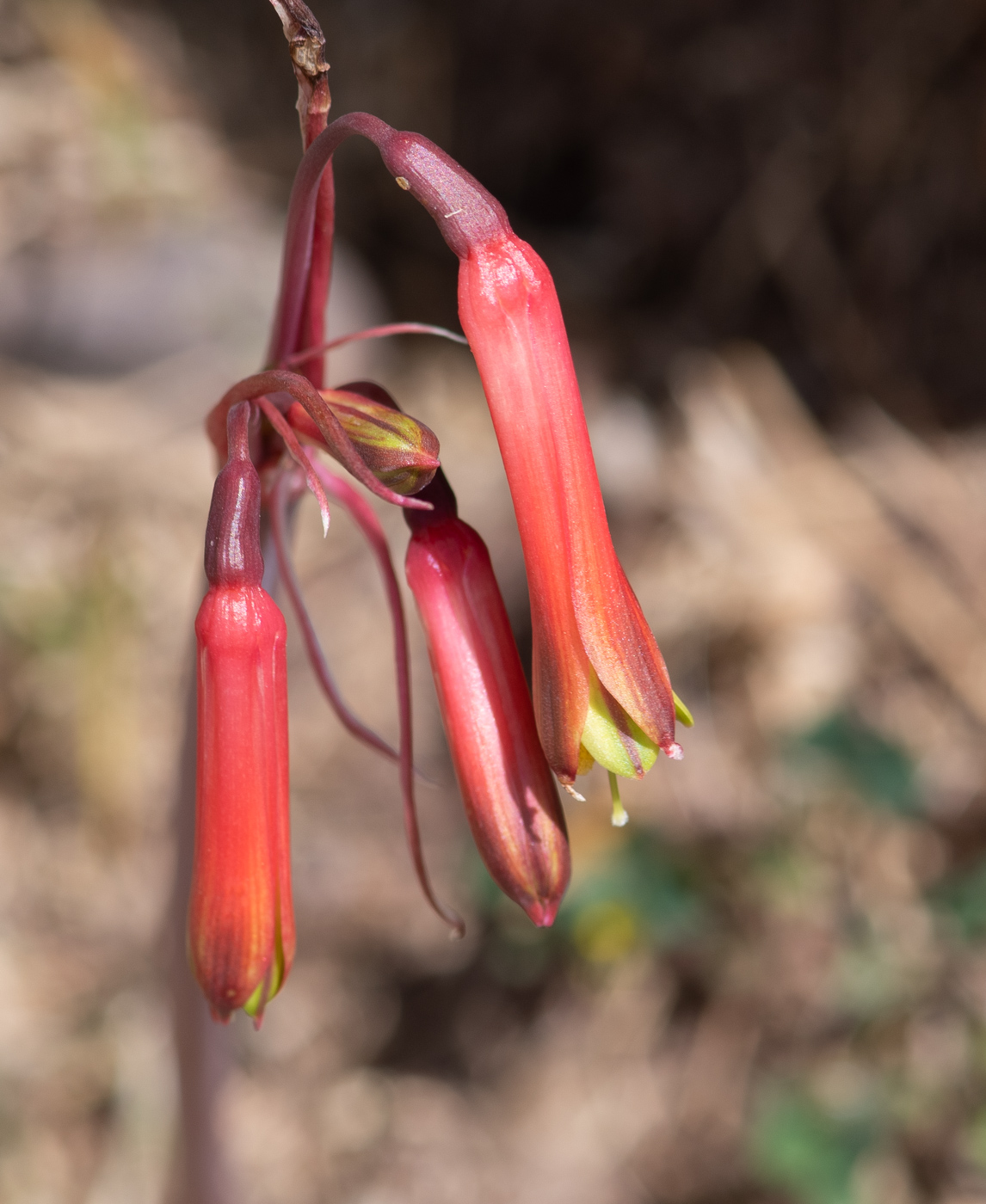 Image of Eustephia coccinea specimen.