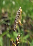 род Carex