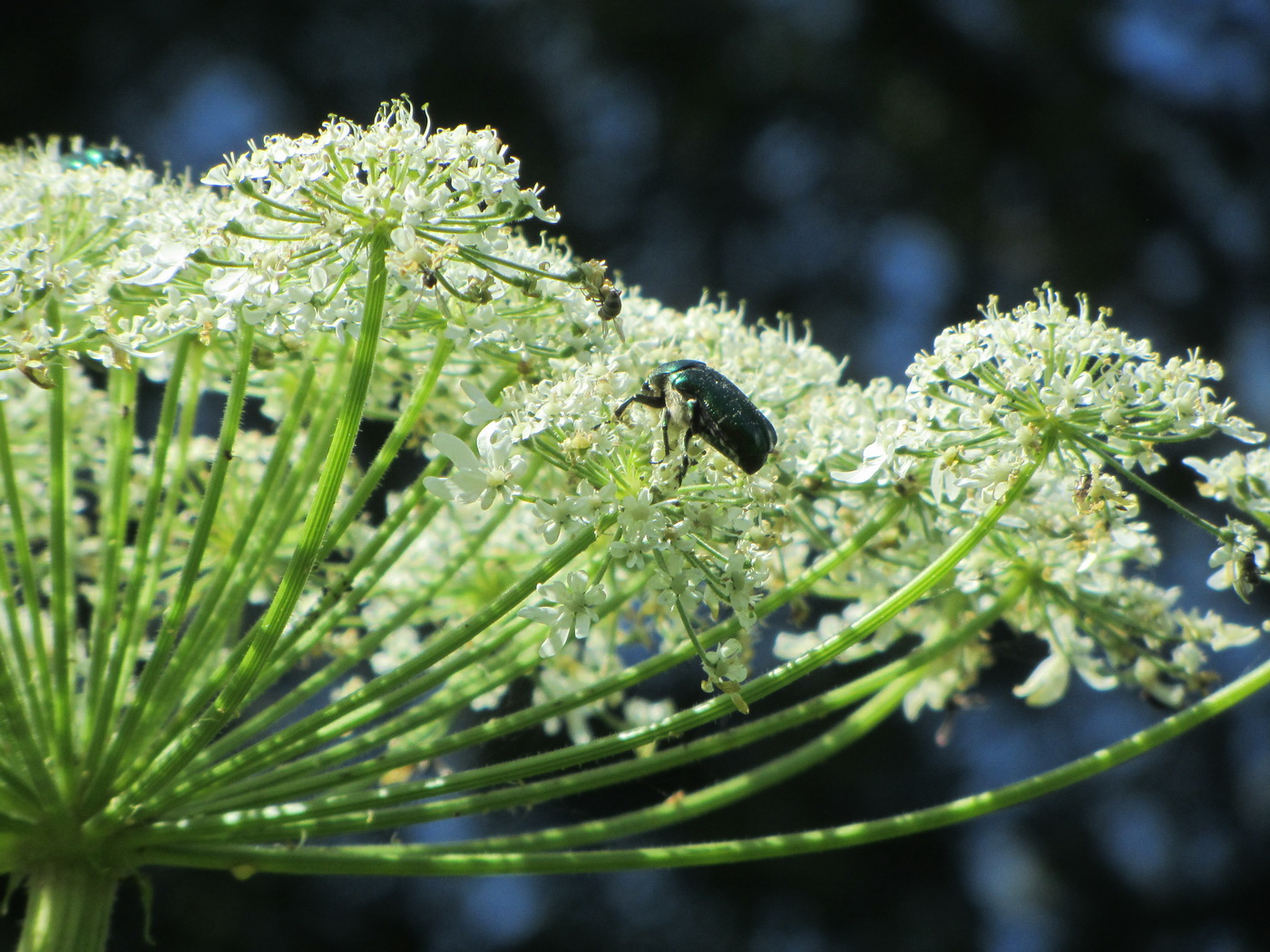 Image of Heracleum sosnowskyi specimen.