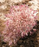 Allium alexeianum