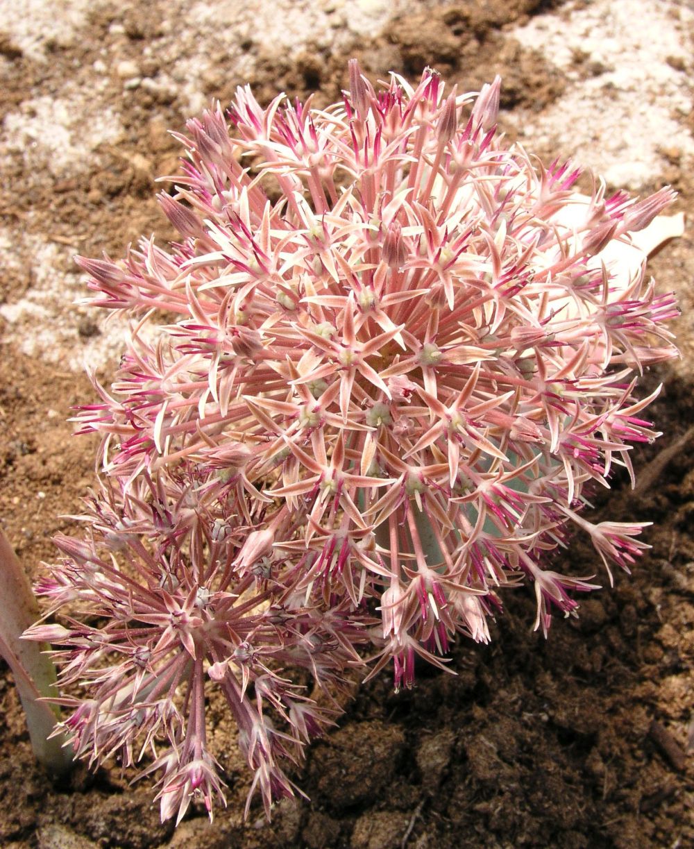 Image of Allium alexeianum specimen.