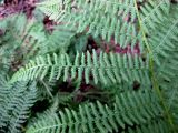 Athyrium filix-femina. Часть спороносящей вайи (вид сверху). Украина, Волынская обл., Ратновский р-н, северо-восточнее с. Залухов, возле оз. Святое, сосновый лес. 3 августа 2010 г.