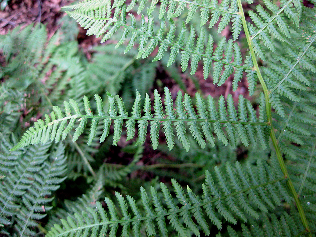 Изображение особи Athyrium filix-femina.