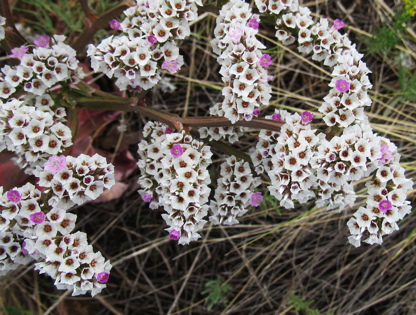 Image of Goniolimon speciosum specimen.