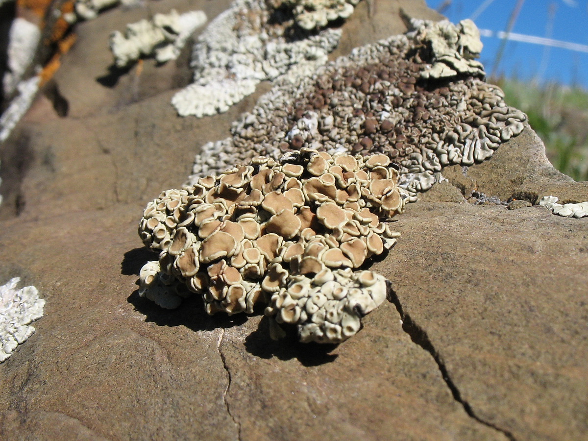 Image of genus Rhizoplaca specimen.