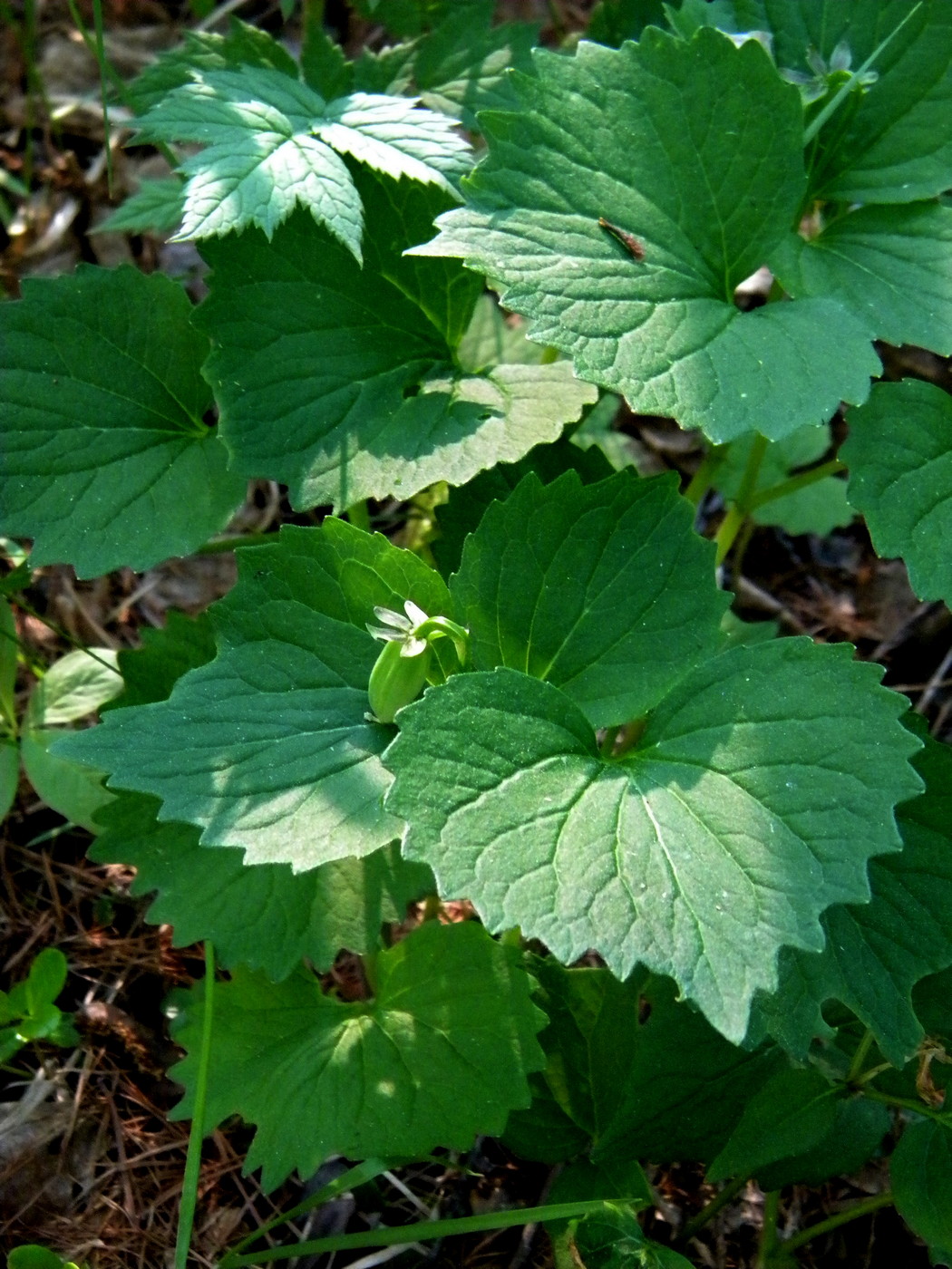 Image of Viola uniflora specimen.