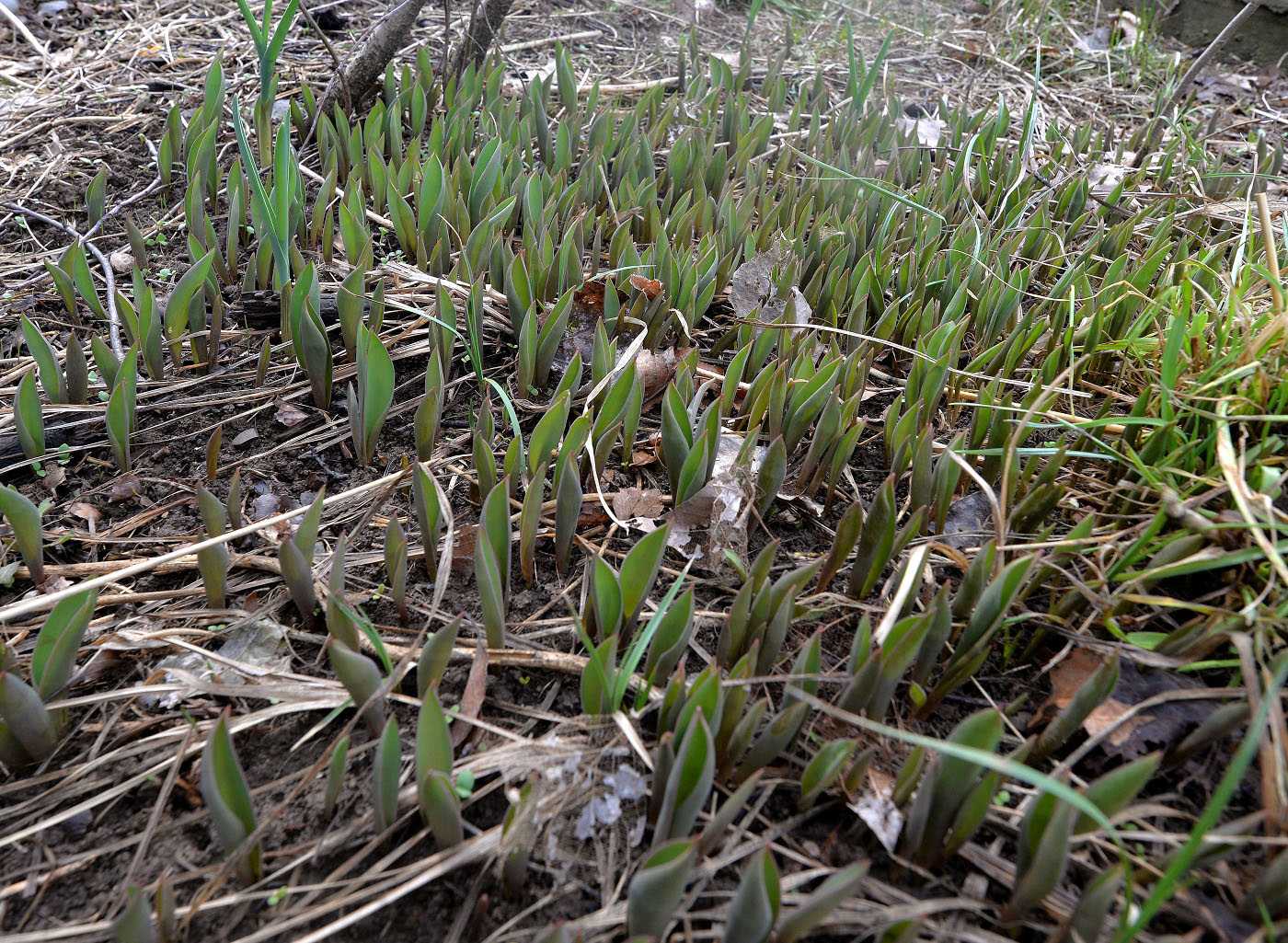 Изображение особи Tulipa berkariensis.