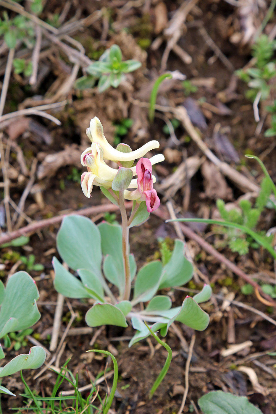 Изображение особи род Corydalis.