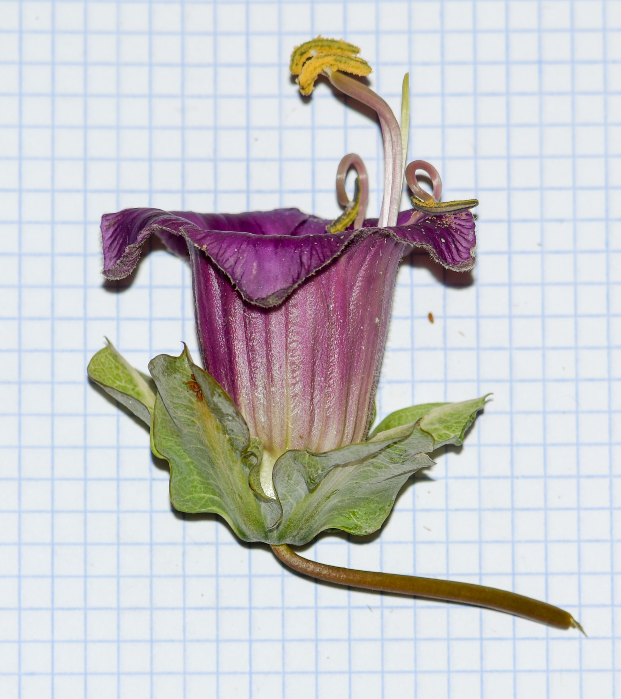 Изображение особи Cobaea scandens.