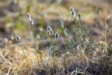 Eriophorum vaginatum. Верхушка цветущего растения. Ленинградская обл., Лужский р-н, окр. оз. Бахманское, окраина болота Машутинский Мох на границе с сосновым бором. 01.05.2021.