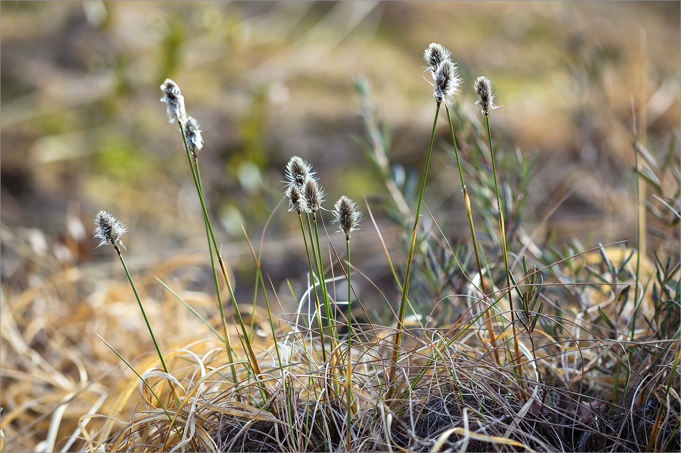 Изображение особи Eriophorum vaginatum.