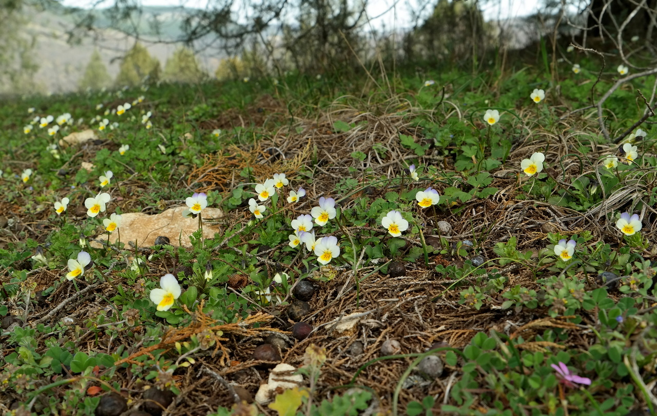 Image of genus Viola specimen.