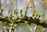 Larix sukaczewii